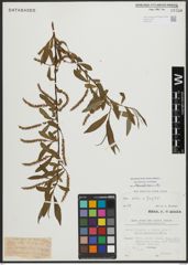 Foto von Salix alba L. x Salix fragilis L.